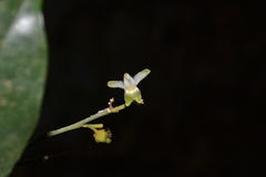 Xanthophyllum flavescens